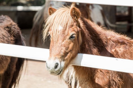 Mini dwarf horse in  at a farm