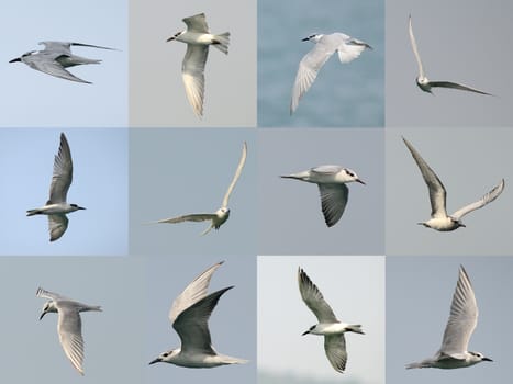 Set of Seagull flying in the sky