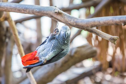 Many colorful pet parrot.