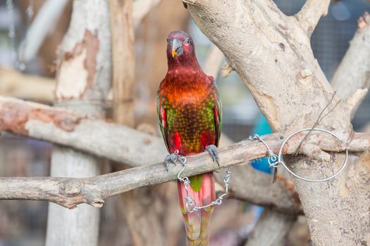 Many colorful pet parrot.