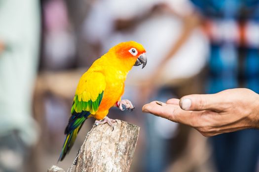 Many colorful pet parrot.