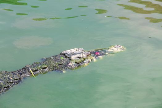 Crocodiles, freshwater lake in thailand