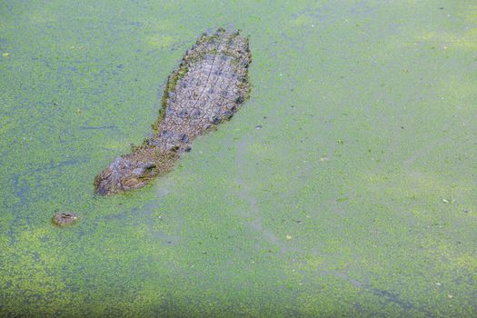 Crocodiles, freshwater lake in thailand