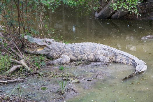 Crocodiles, freshwater lake in thailand