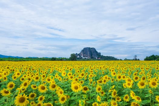 Sunflower fields in Lopburi Thailand.