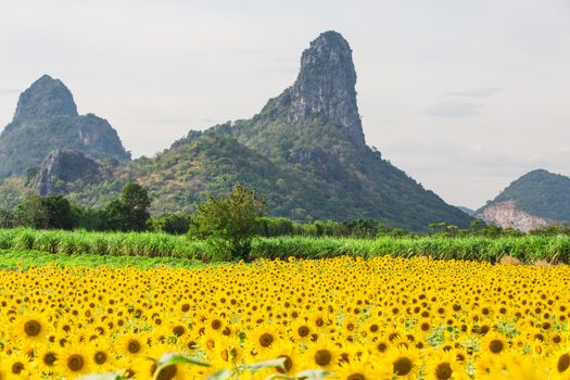 Sunflower fields in Lopburi Thailand.