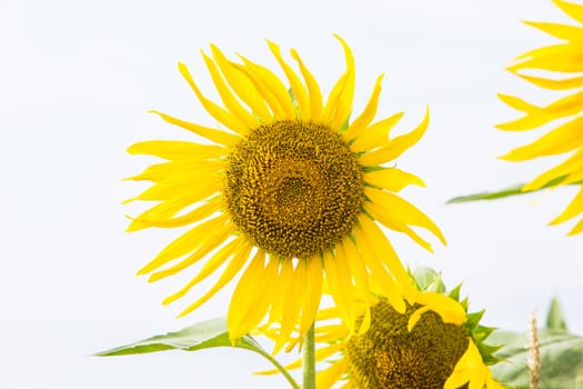 Sunflower fields in Lopburi Thailand.