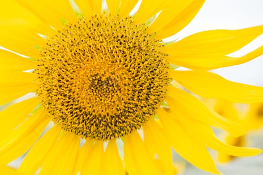 Sunflower fields in Lopburi Thailand.