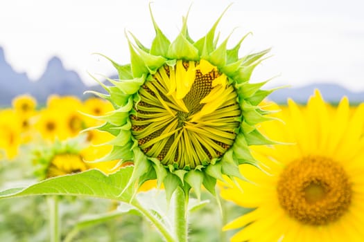 Sunflower fields in Lopburi Thailand.