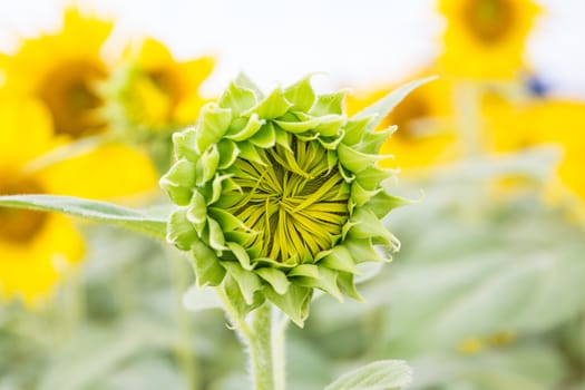 Sunflower fields in Lopburi Thailand.