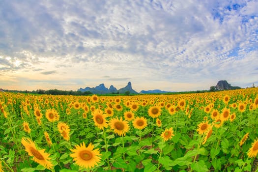 Sunflower fields in Lopburi Thailand.