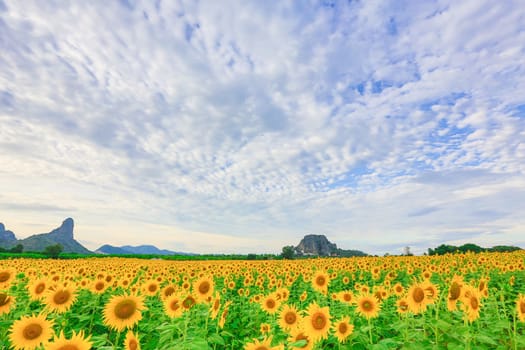 Sunflower fields in Lopburi Thailand.