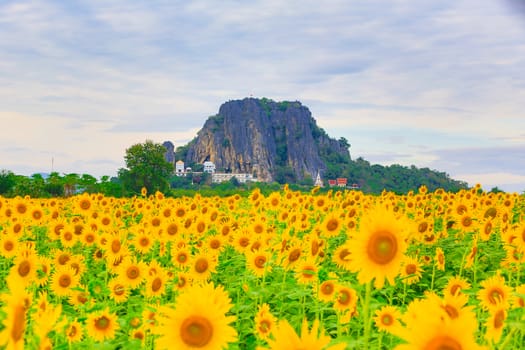 Sunflower fields in Lopburi Thailand.