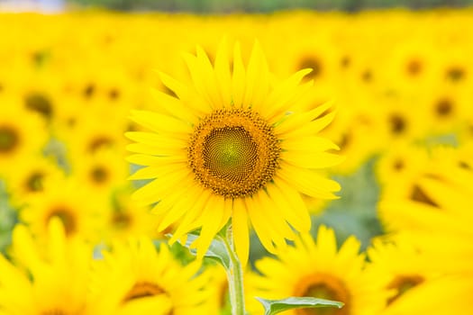 Sunflower fields in Lopburi Thailand.