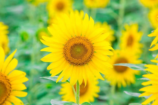 Sunflower fields in Lopburi Thailand.