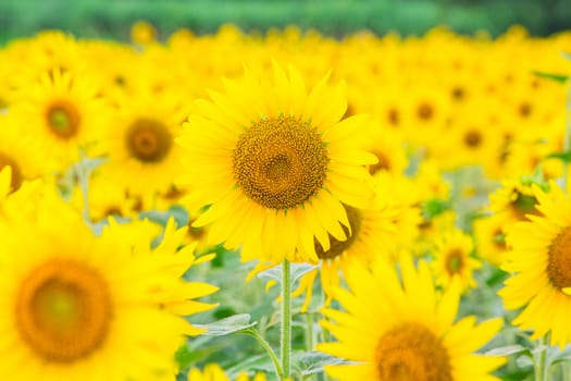 Sunflower fields in Lopburi Thailand.