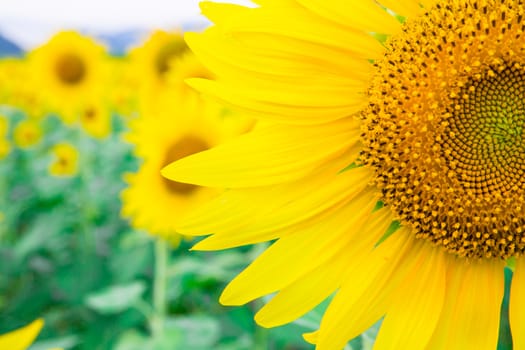 Sunflower fields in Lopburi Thailand.