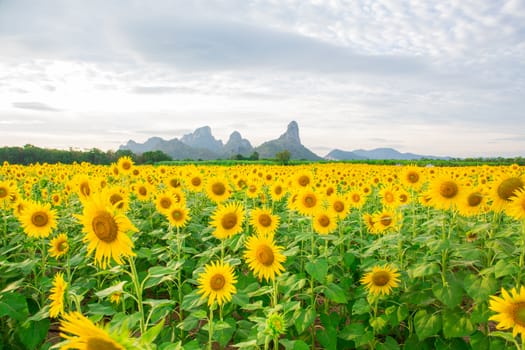 Sunflower fields in Lopburi Thailand.