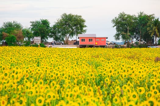 Sunflower fields in Lopburi Thailand.