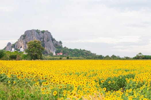 Sunflower fields in Lopburi Thailand.