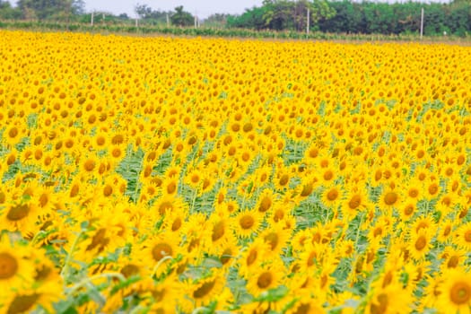 Sunflower fields in Lopburi Thailand.