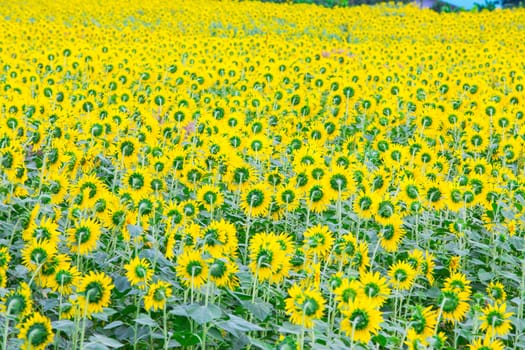 Sunflower fields in Lopburi Thailand.