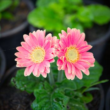 Pink gerbera flower garden