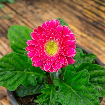 Pink gerbera flower garden