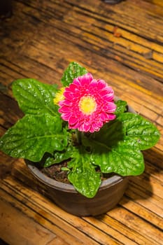 Pink gerbera flower garden