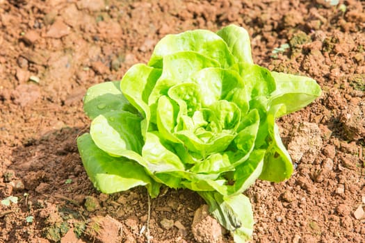 Cabbage on the ground on a farm