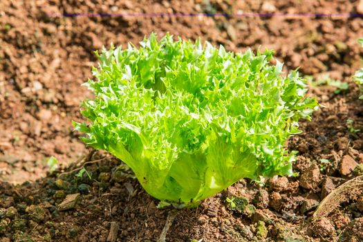 Lettuce grown on the farm.