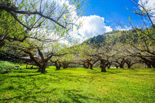 plum trees in winter thailand