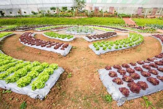 Conversion lettuce in vegetable garden