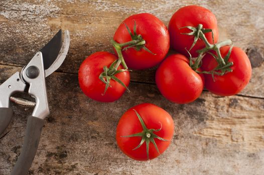 Freshly picked ripe red tomatoes off the vine lying on an old rustic wooden garden table with a pair of pruning shears or secateurs, overhead view