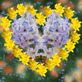Heart of hyacinth with daffodils inside
