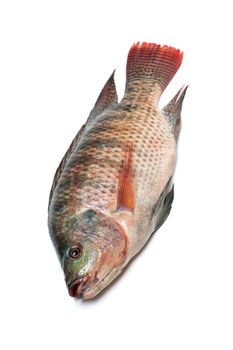 Snapper Fish isolated on white background