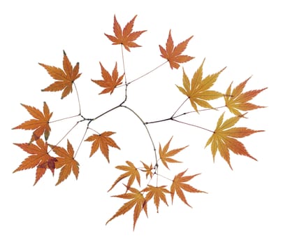 Maple Leaf isolated on whtie background