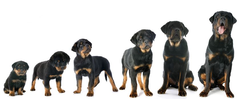 portrait of a purebred puppy rottweiler in front of white background