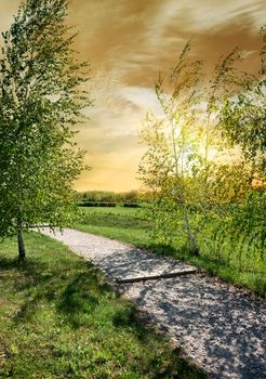 Birches near the road and cloudy sky