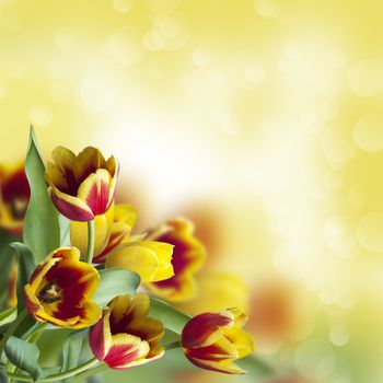 beautiful tulips on a yellow blurred background