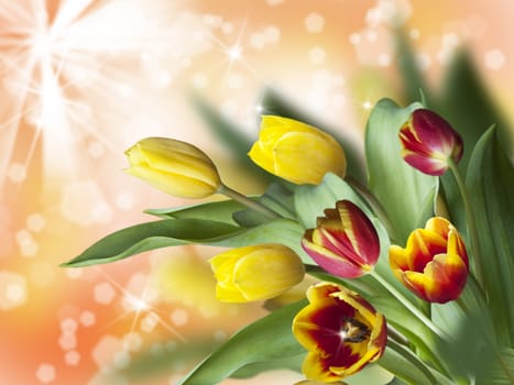 beautiful tulips on a yellow blurred background