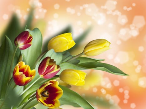 beautiful tulips on a yellow blurred background