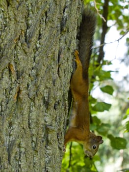 squirrel sits on a tree