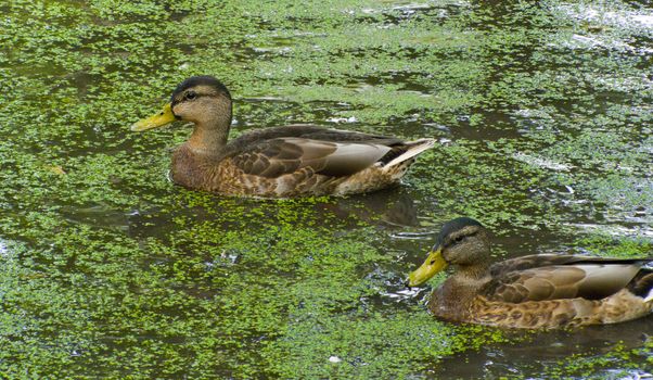 duck swims on the pond tighten green slime