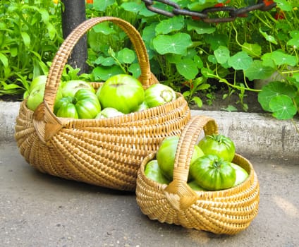 green tomatoes lie in a wicker basket