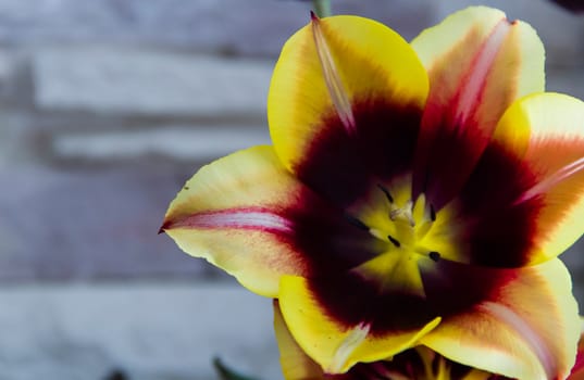 one beautiful  yellow tulip on abstract background