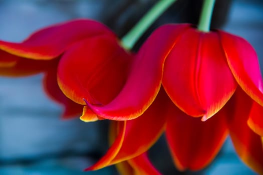 two   beautiful  red  tulip on abstract background