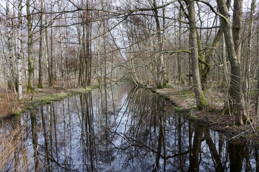 trees along the water reflecting in the water
