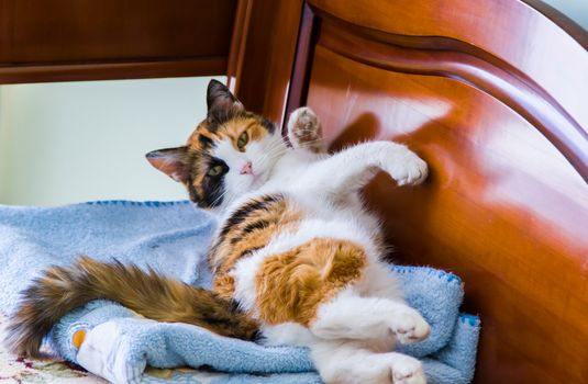 beautiful cat sleeps on the big bed