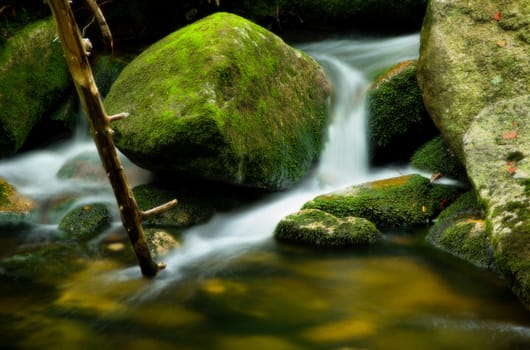 Rivulet detail with big mossy stones and branch